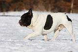 BOULEDOGUE FRANCAIS 952